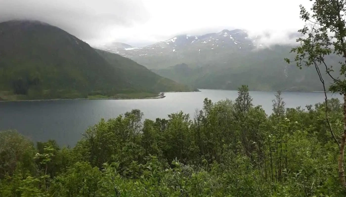 Torsken Krysset -  Skog - Torsken