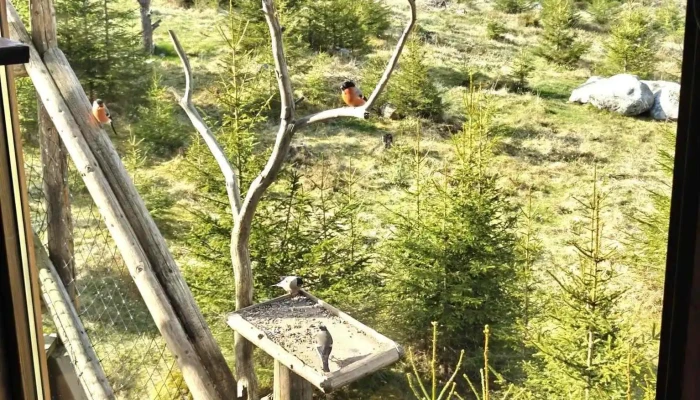 Tretopphytter -    Tree Top Hut   Treehouse Sist Opplastet - Brumunddal