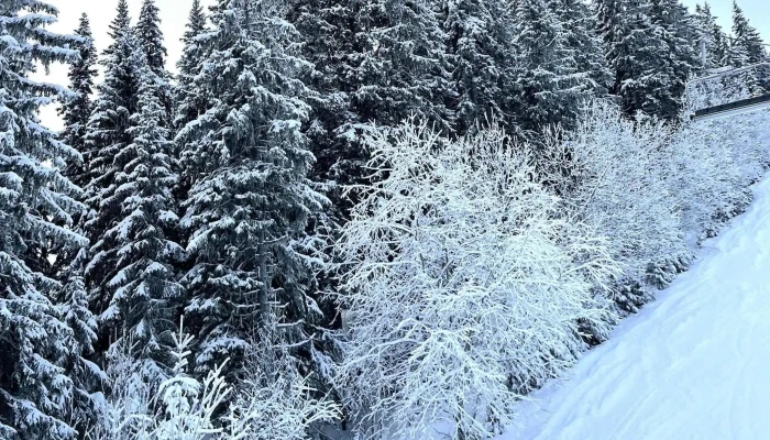 Trysil Hoyfjellssenter Nettsted - Trysil