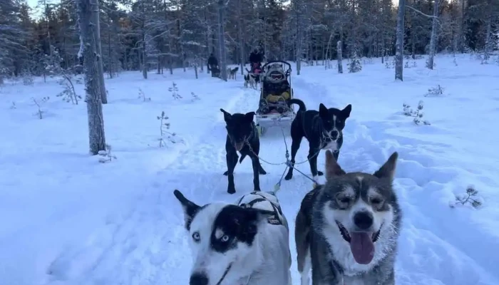 Trysil Husky -  Alle - Tørberget