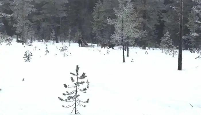 Trysil Husky -  Fra Eieren - Tørberget