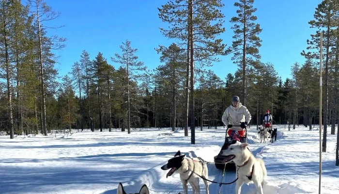 Trysil Husky -  Nummer - Tørberget