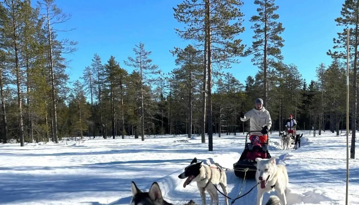 Trysil Husky -  Priser - Tørberget