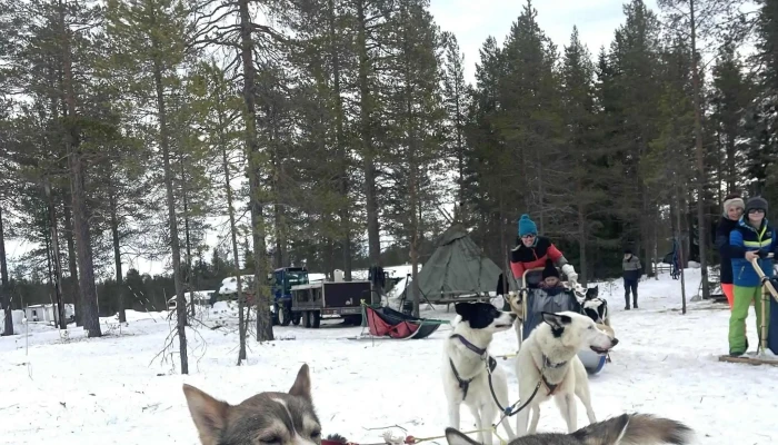 Trysil Husky - Tørberget