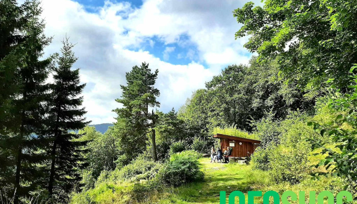 Utsikta -  Skog - Nordfjordeid