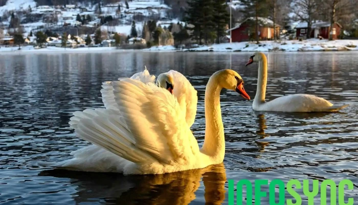 Vikersundbrua -  Alle - Vikersund