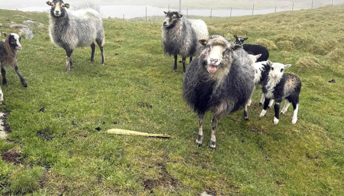 Villsaugarden Hvordan Komme Dit - Smøla