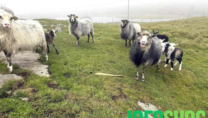 Villsaugarden Sist Opplastet - Smøla